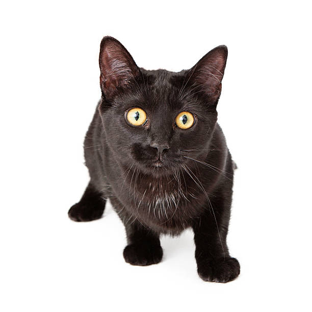 istock Curious black cat about to pounce 501363289