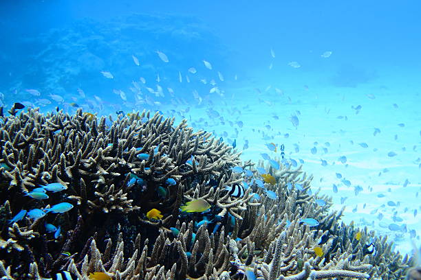 Tropical fish that swim in the coral reef