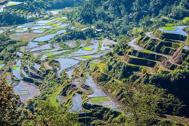 the famous rice-terraces of Banaue, Luzon, Philippines