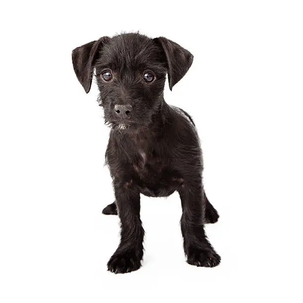 Photo of Scruffy black puppy standing