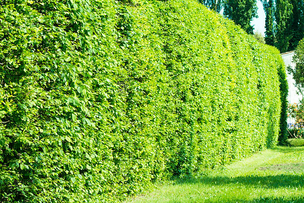 istock wall of green bushes 501363761