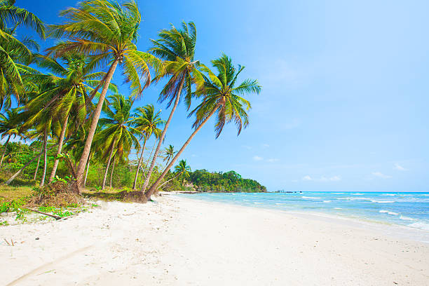 istock tropical beach with coconut palm 501363762