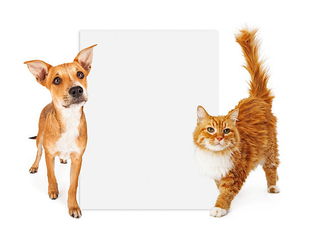 istock Orange cat and dog with blank sign 501363851