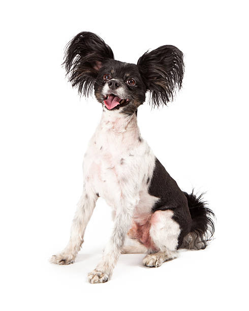 istock Papillon Dog Big Smile 501363885