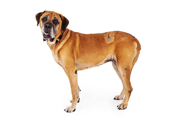 istock Mastiff Dog Recent Surgery Scars 501363913