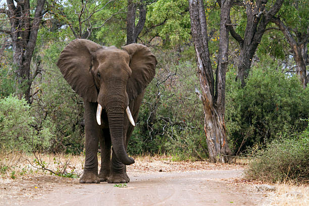 istock African bush elephant in Kruger National park 501363936