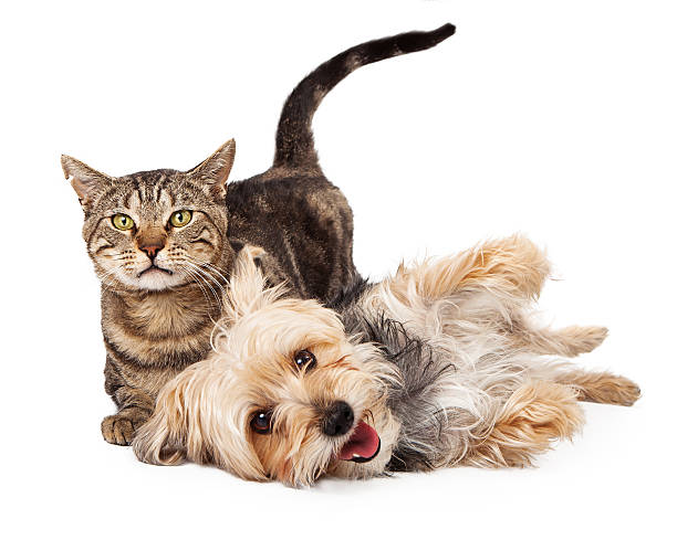 istock Playful Dog and Cat Laying Together 501364437