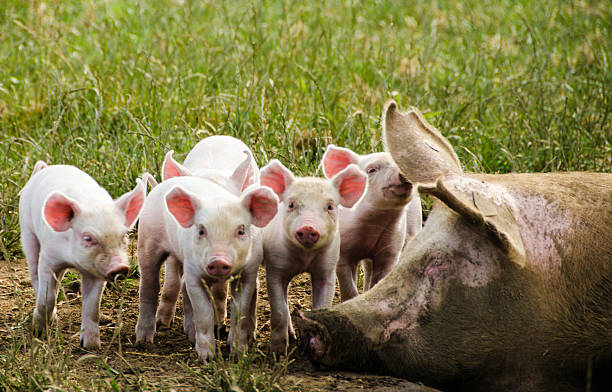 istock Organic piglets with their sleeping mother 501364675
