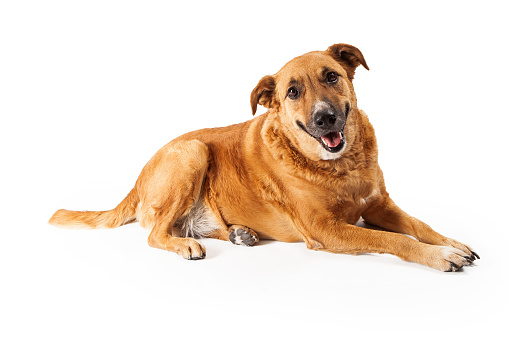 A happy adult large mixed breed golen color dog laying down with a smile on his face