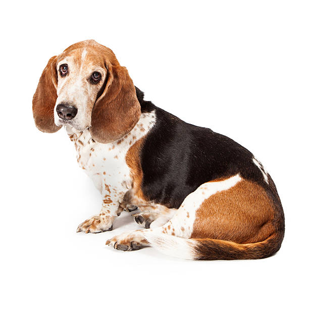 istock Basset Hound Profile Sad Look 501364727