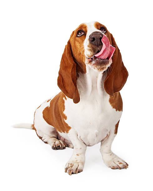 Basset Hound Looking Up Licking Lips A cute Basset Hound dog looking up and sticking his tongue out to lick his lips after eating a treat animal tongue stock pictures, royalty-free photos & images