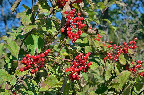 A close up of the berries of arrow-wood.