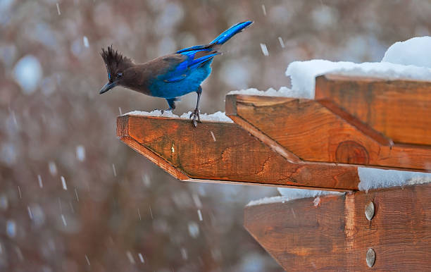 Steller's Jay on arbor and falling snow