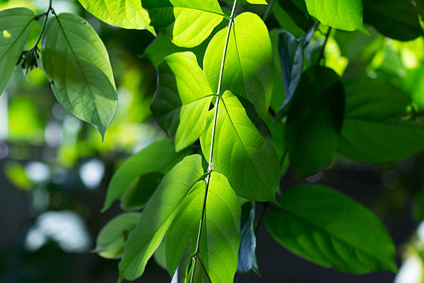 istock Fresh green leaves against sunlight 501366567
