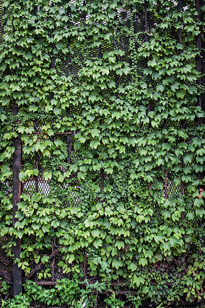 istock Green ivy on metal gate. 501366593
