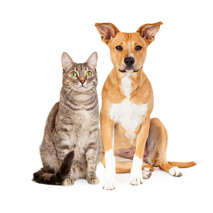 A cute yellow and white dog and a brown tabby cat sitting together