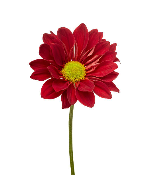 istock flower nature garden botany daisy bloom 501366847