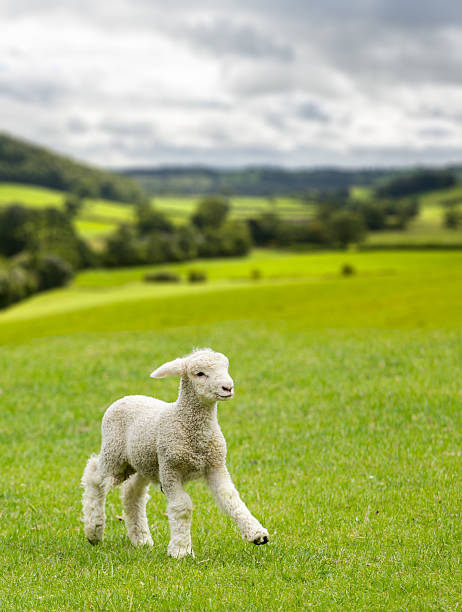 Cute lamb in meadow around wales or Yorkshire Dales Small cute lamb gambolling in a meadow in Yorkshire Dales farm lamb animal stock pictures, royalty-free photos & images