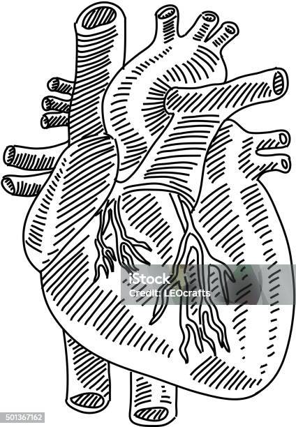 Human Heart Drawing Stock Illustration - Download Image Now - Heart Shape, Biology, Line Art