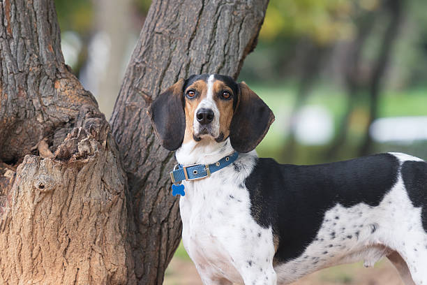 istock Hunt dog portrait with a tree as background. 501367286