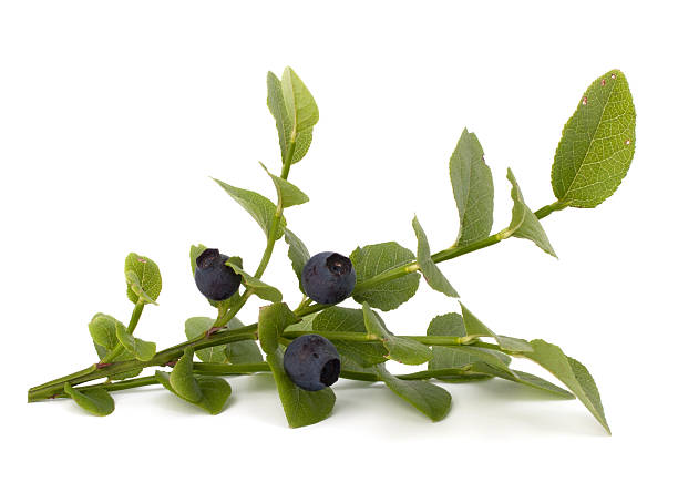 istock Blue bilberry or whortleberry 501367363