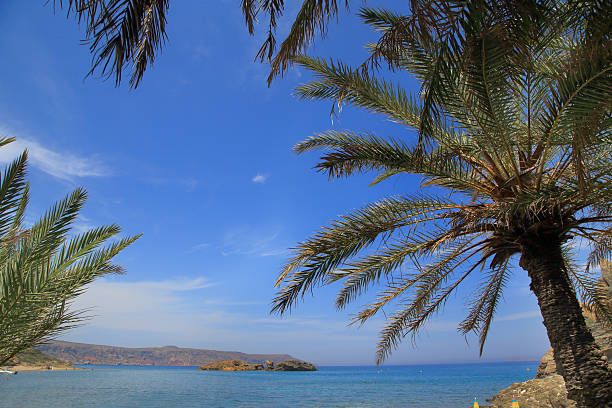 istock Seascape with blue sky, sea and palm trees 501368193