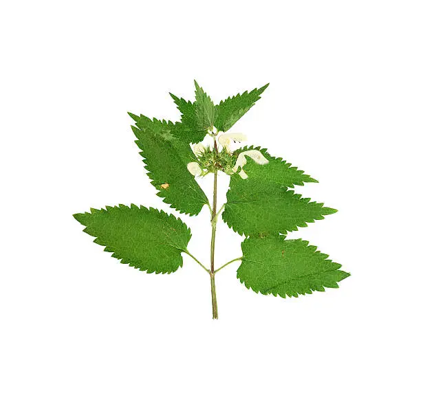 Pressed and dried stalk of dead-nettle  (Lamium album) with flowers. Isolated on white background.