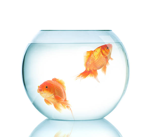 istock Gold fishes in fish bowl 501388700