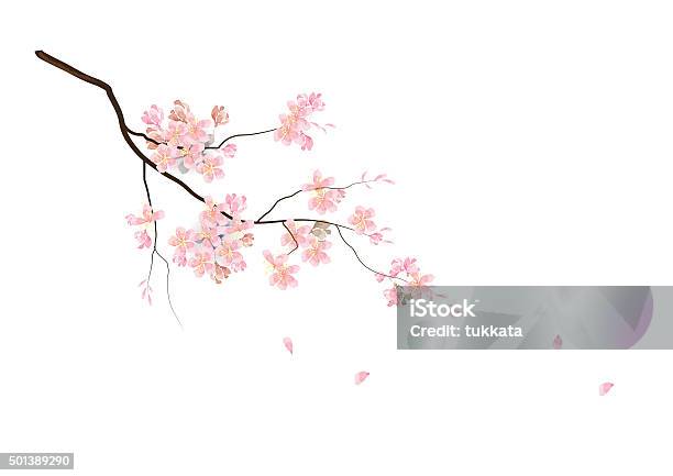 桜の花に枝ピンクカラーのウォーターカラースタイル - 桜の花のベクターアート素材や画像を多数ご用意 - 桜の花, 花, 日本