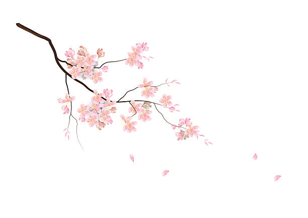 cherry blossom flowers with branch pink color watercolor look - ağaç çiçeği illüstrasyonlar stock illustrations