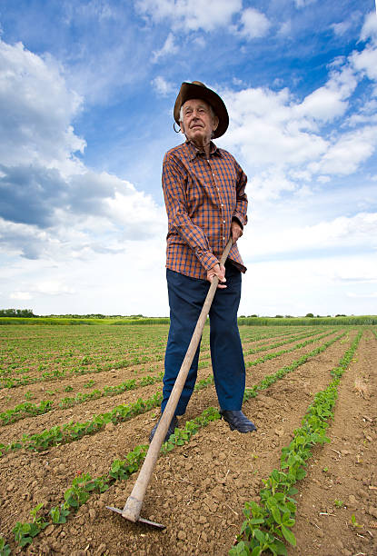istock Peasant with hoe in the field 501390240