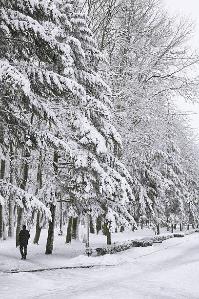 istock Snow-covered trees in the city park 501390660