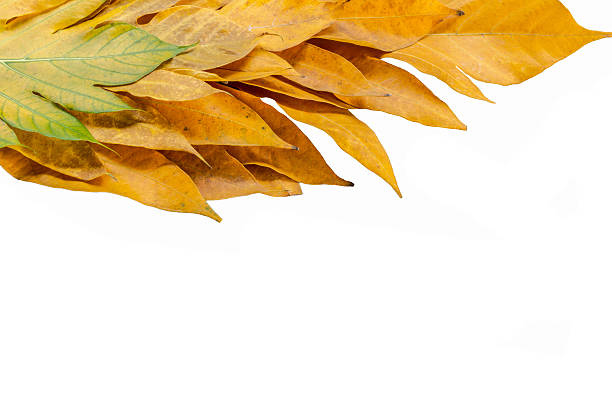 istock yellow leaves autumn leaf on isolated background 501392070