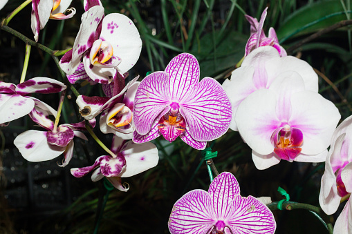 the colored orchids in garden
