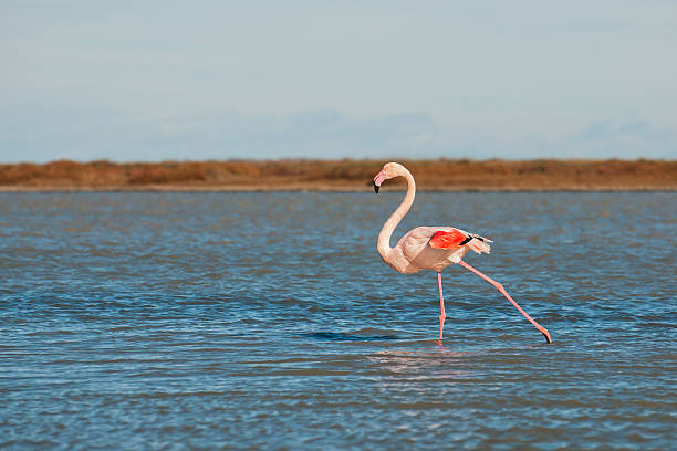 flamant rosa - freshwater bird animals in the wild feather animal leg foto e immagini stock