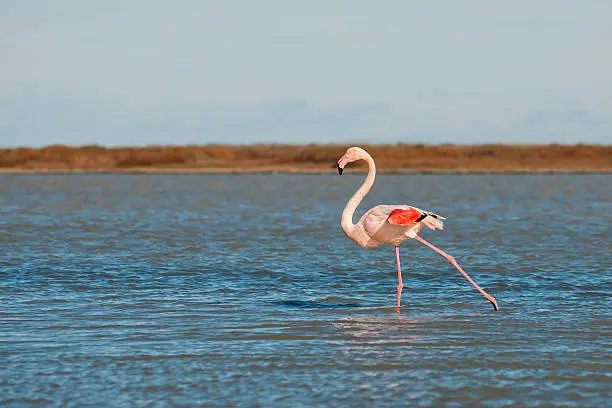 Flamingo in Camargue, France