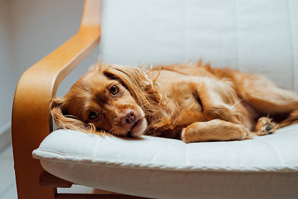 istock Spaniel mixed breed dog rests relaxed on armchair 501393264