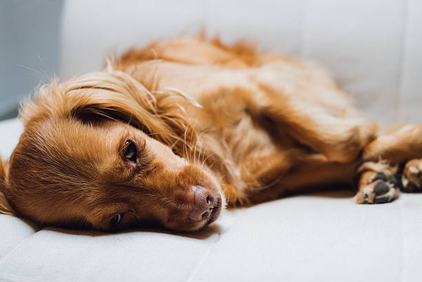 istock Spaniel mixed breed dog rests relaxed on armchair 501393334