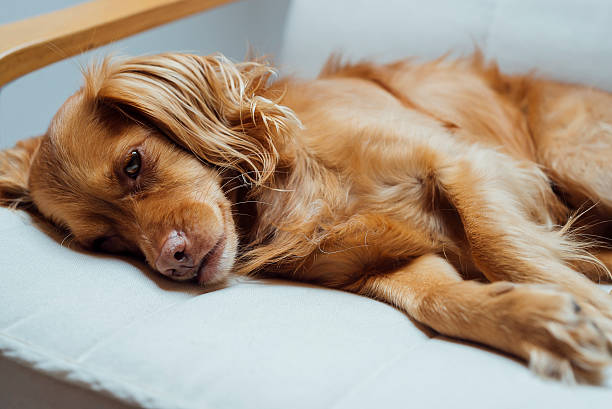 istock Spaniel mixed breed dog rests relaxed on armchair 501393402