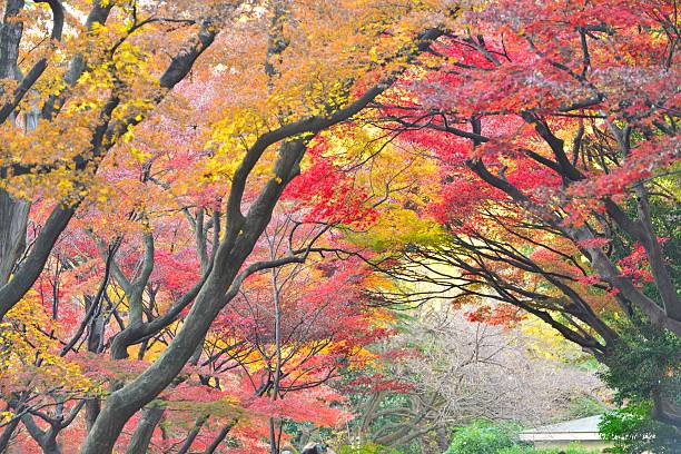 istock Autumn Colors of Japanese Maple Trees 501393438