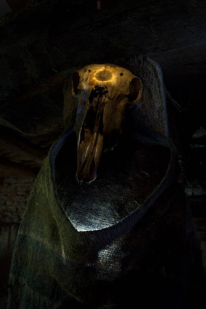 goat skull on white background