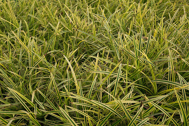 istock grass background with green and yellow color 501394620