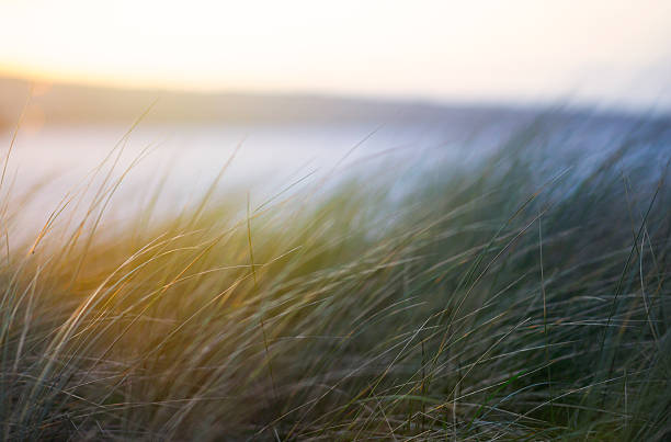 dune de sable d'été herbes en cornouailles - atlantic coast flash photos et images de collection