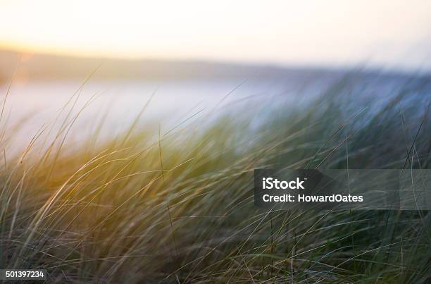 Summer Sand Dune Grasses In Cornwall Stock Photo - Download Image Now - Close-up, Coastline, Grass