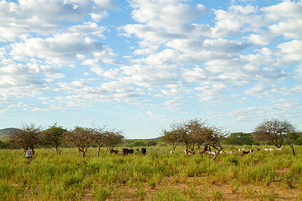 가축 에서 나미비아 패스처 - savannah africa steppe namibia 뉴스 사진 이미지