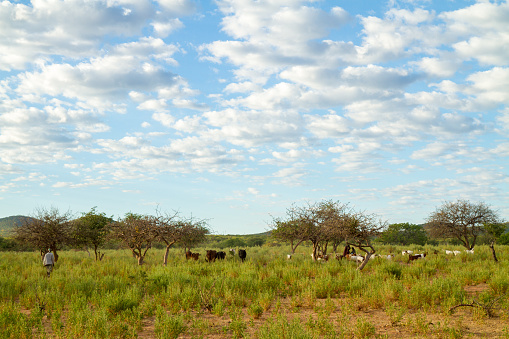 Livestock grazing on pasture in Namibian savannah.