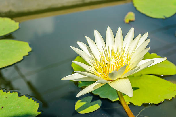 istock beautiful lotus flower in garden 501419300