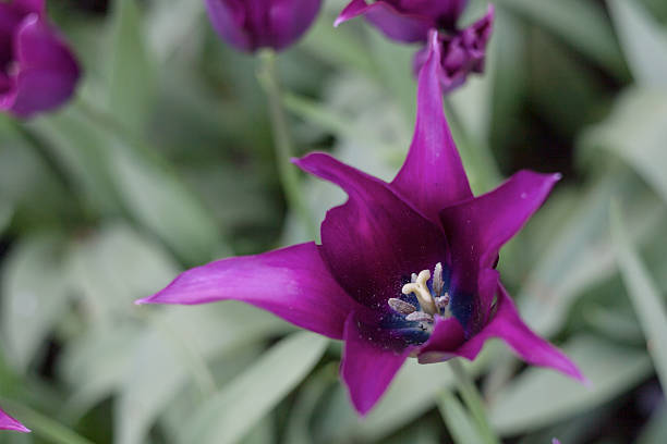 istock vivid violet tulips, spring, outdoors 501419458