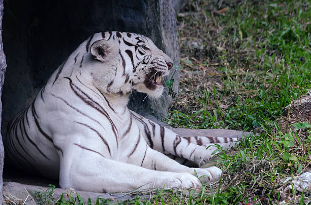 biały tygrys - tiger zoo animal awe zdjęcia i obrazy z banku zdjęć