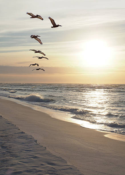 istock Flock of Pelicans Fly Down the Beach as the Sun Rises 501422610